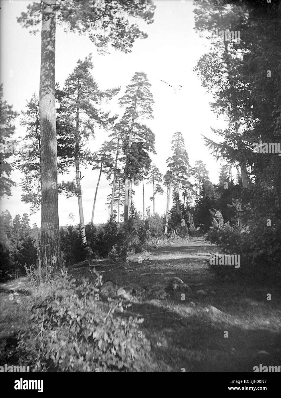 Foreste di conifere, pini, a Kungshamn, Alsike Parrocchia, Uppland Ottobre 1922. Foreste di conifere, Pines, a Kungshamn, Alsike Parish, Uppland Ottobre 1922 Foto Stock