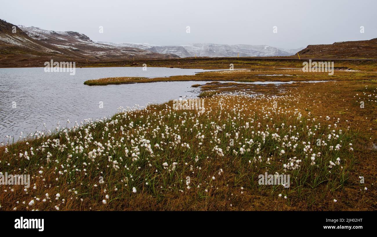 La zona sommitale Mjóafjarðarheiði del passo di montagna sulla strada 953, il Mjóafjarðarvegur, ad un'altitudine di 578 metri. Ci sono tre laghetti Foto Stock