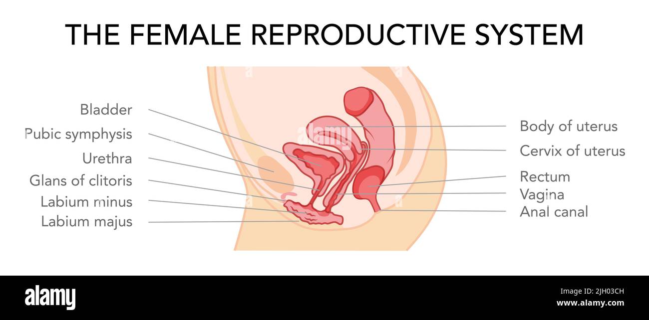 Utero del sistema riproduttivo femminile in diversi stili e sezioni trasversali. Vista laterale in un taglio. Anatomia umana schema di ubicazione degli organi interni, icona di stile cervix piatto. Illustrazione medica vettoriale Illustrazione Vettoriale