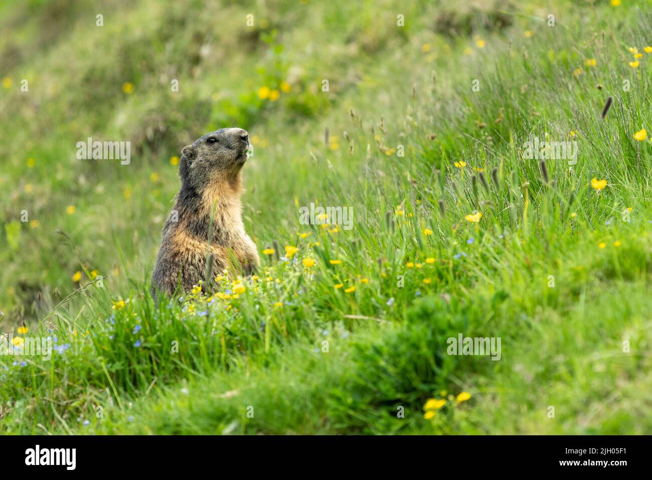 Marmotta alpina (Marmota marmota) che si nutrono su un rigoglioso campo di erba in montagna. Brigels, Surselva, Graubünden, Svizzera. Foto Stock
