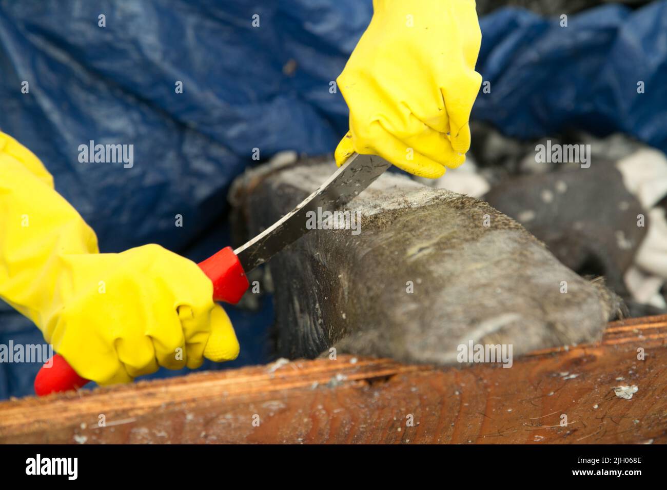 Primo piano di pelliccia che viene raschiata da una moosehide nella comunità settentrionale di Deline, territori del nord-ovest, Canada Foto Stock