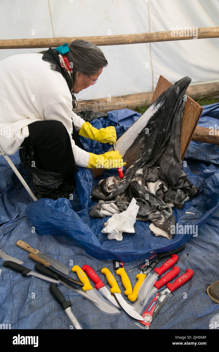 Donna indigena di Dene anziano che prepara una moosehide nella comunità settentrionale di Deline, territori nordoccidentali, Canada Foto Stock