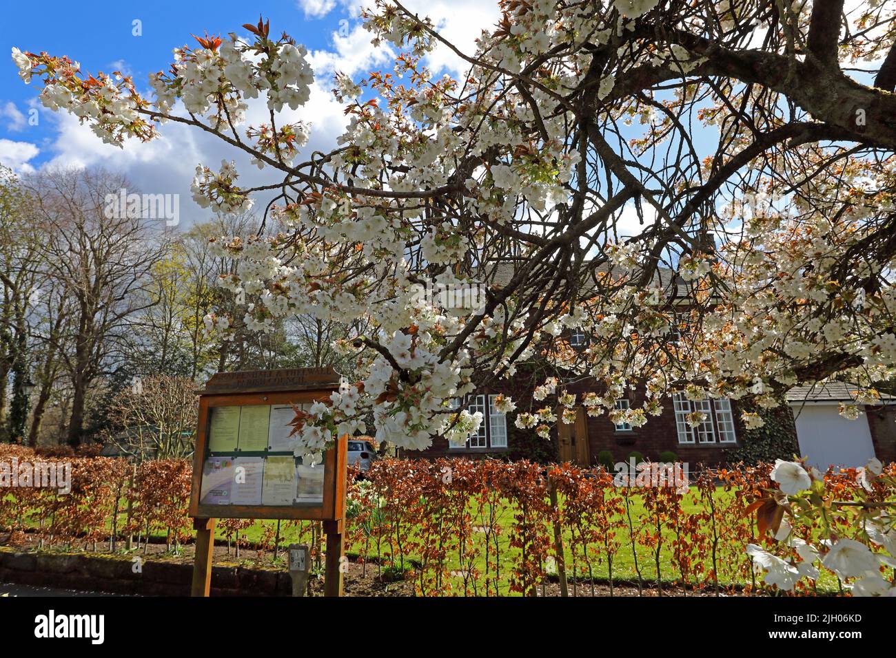 Primavera in Broad Lane dal notiseboard parrocchia, , Grappenhall, Warrington, Cheshire, INGHILTERRA, REGNO UNITO, WA4 3ET Foto Stock