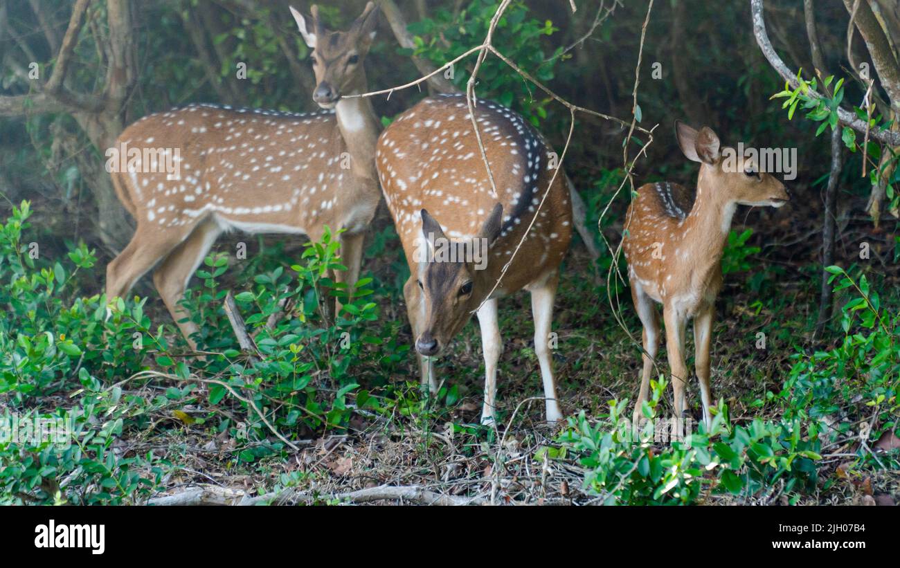 Una mandria di vesini macchiati in una riserva naturale dello Sri Lanka. Foto Stock