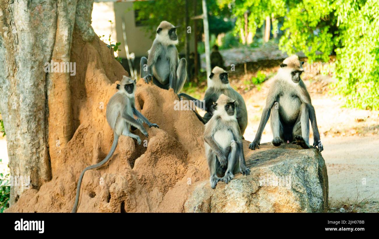 Scimmie Langur grigie in Sri Lanka. Specie Semnopithecus priam nella baia di Arugam. Foto Stock