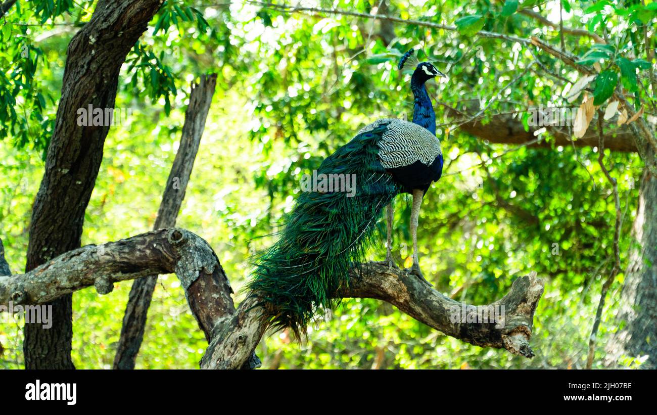 Pavone sull'albero. Ritratto di bel pavone. Il pescello indiano o il pescello blu. Pavo critico. Habitat naturale. Foto Stock
