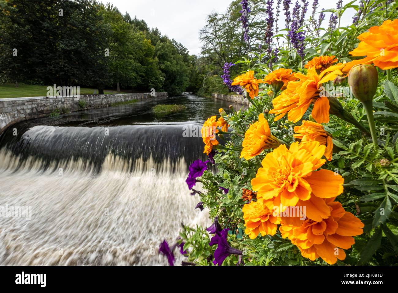 Splendidi fiori accanto al fiume Contocook attraversano Peterborough, New Hampshire Foto Stock