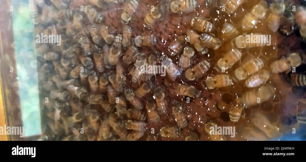 le api dolci selvatiche producono tranquillamente miele nel loro alveare Foto Stock