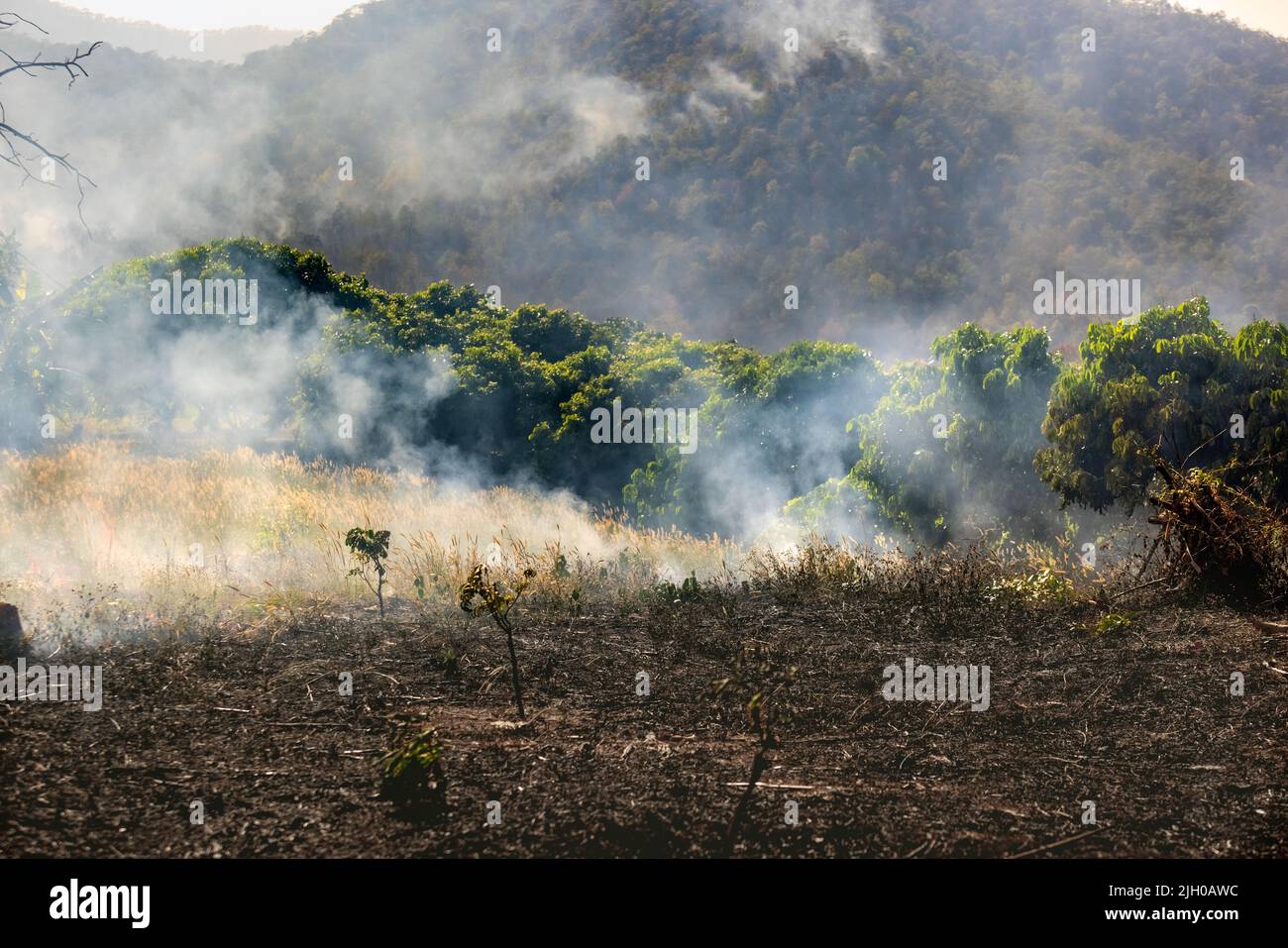 Agricoltura causa deforestazione e incendio forestale. Foto Stock