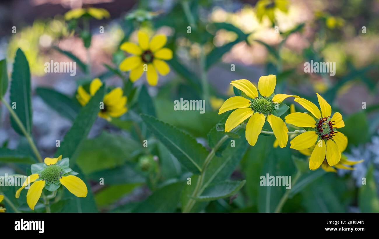 Membro della famiglia degli astro, Berlandiera texana illumina il giardino con le sue allegre fioriture gialle. Foto Stock