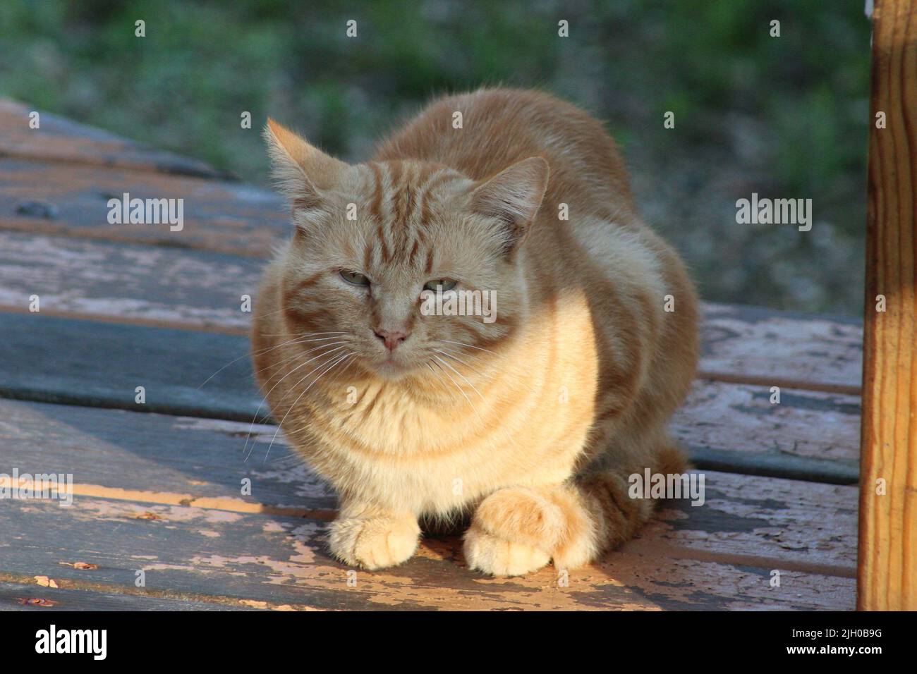 Il mio gatto ferale seduto in una trave del sole Foto Stock