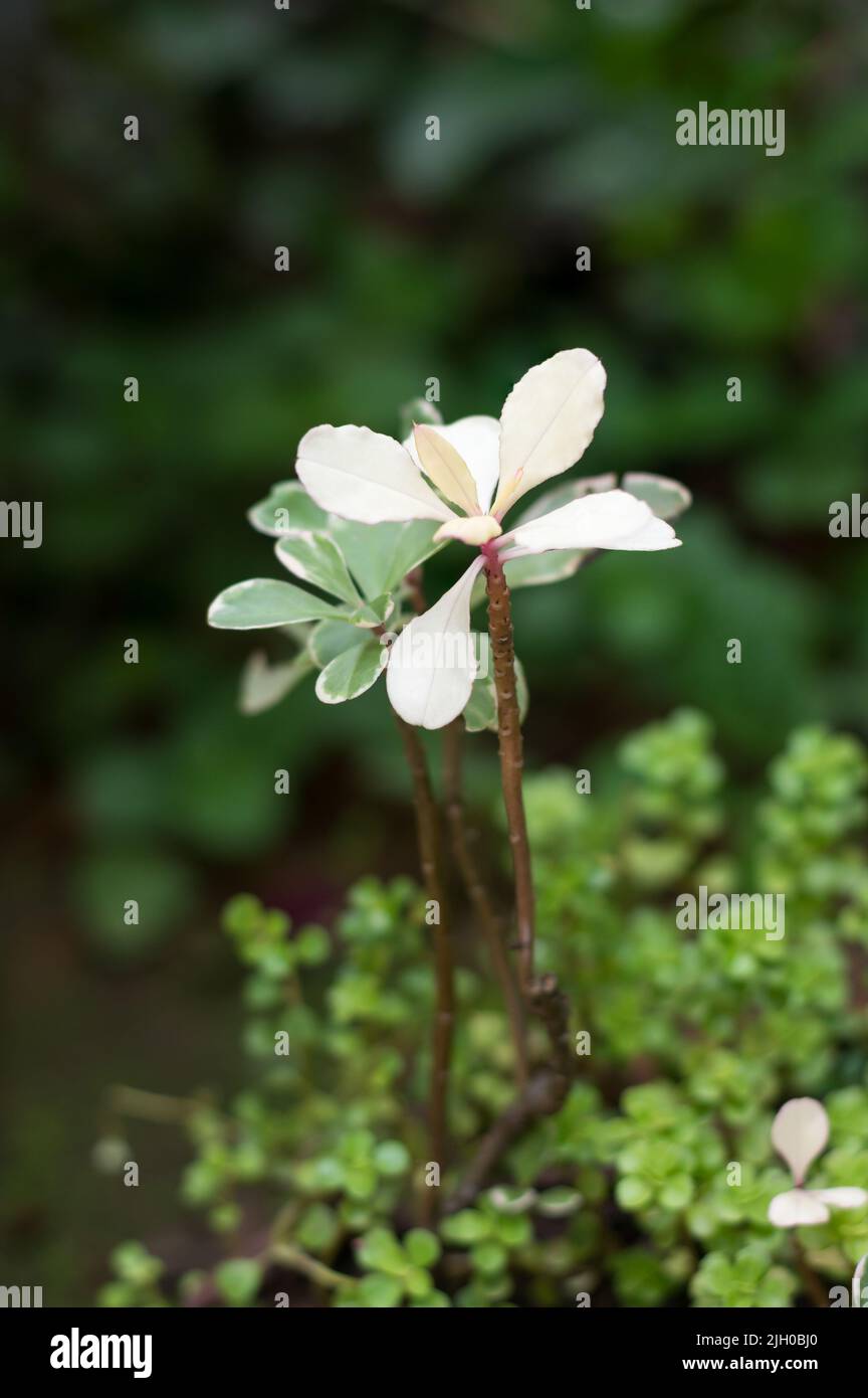 pianta di cespugli di neve, breynia nivosa, bianco e verde, aspetto delicato piante ornamentali fogliame di casa in giardino, preso in profondità poco profonda di campo Foto Stock