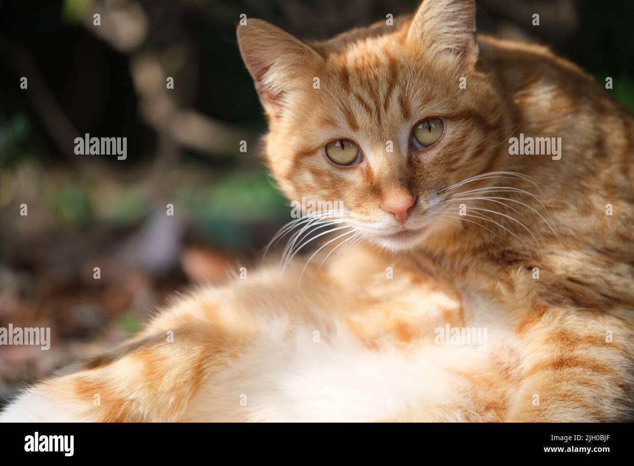 primo piano di un gatto tabby marrone ingenuo sotto la luce del sole all'aperto, guardando la macchina fotografica Foto Stock