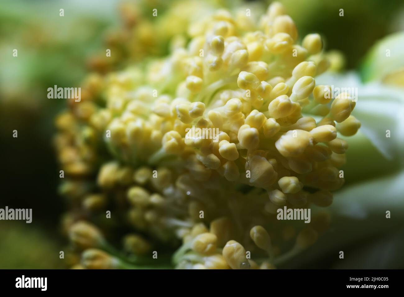 Macro di teste gialle di fiori di Broccoli. Primo piano estremo Broccoli vegetale Foto Stock