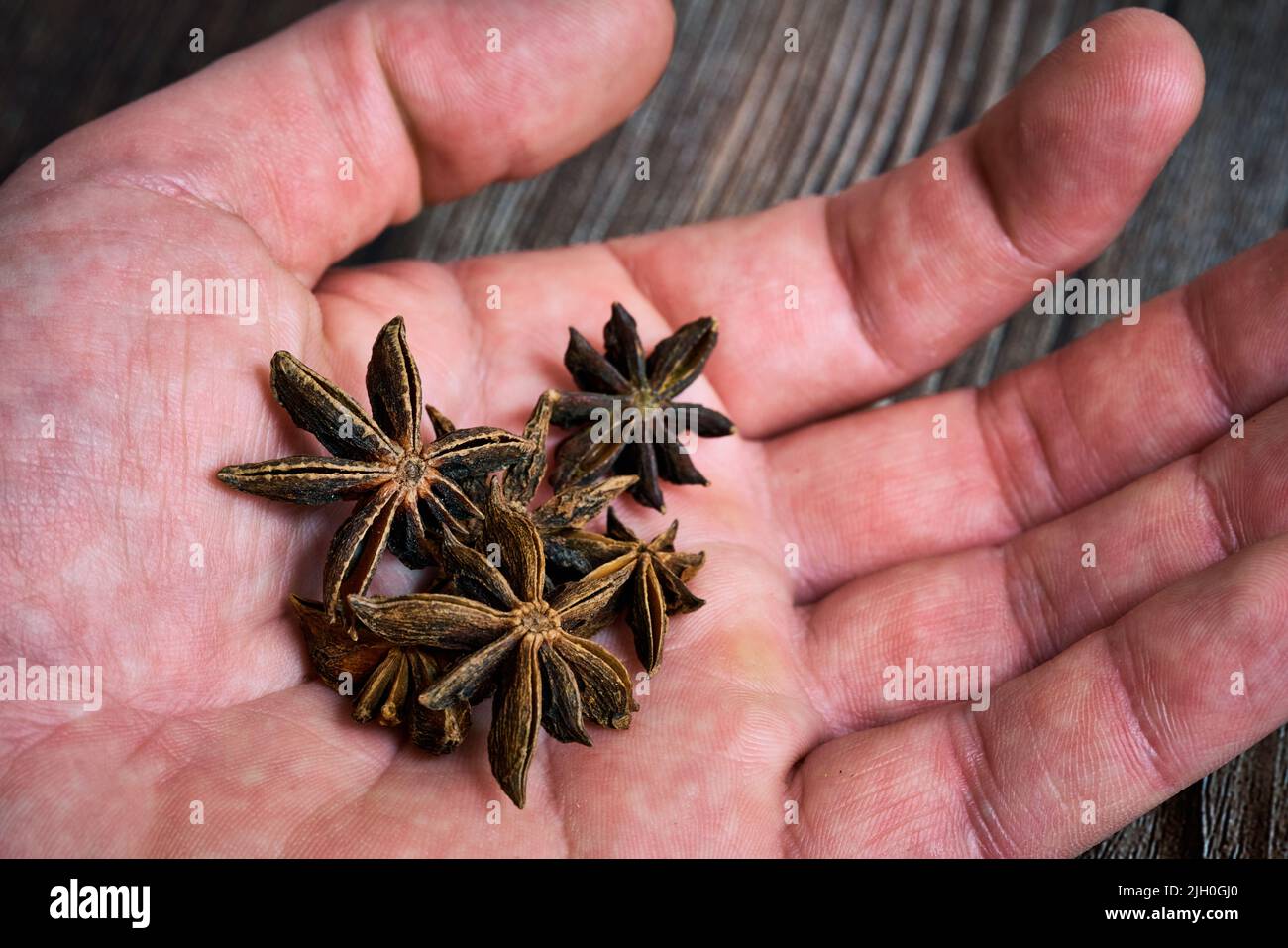 Anice stella dalla pianta Pimpinella anisum Foto Stock