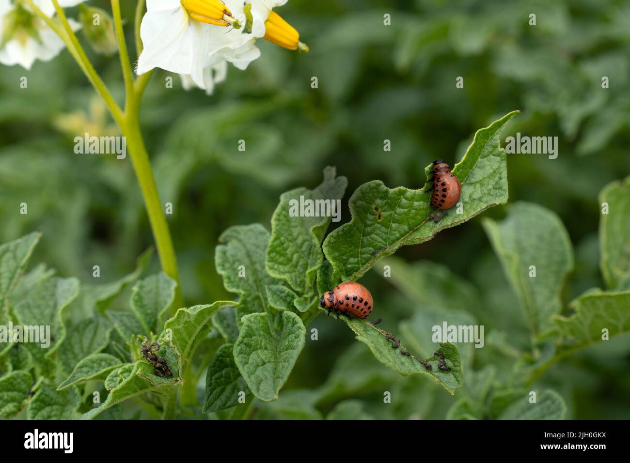 Due larve di coleotteri di patate del Colorado su una pianta della patata Foto Stock