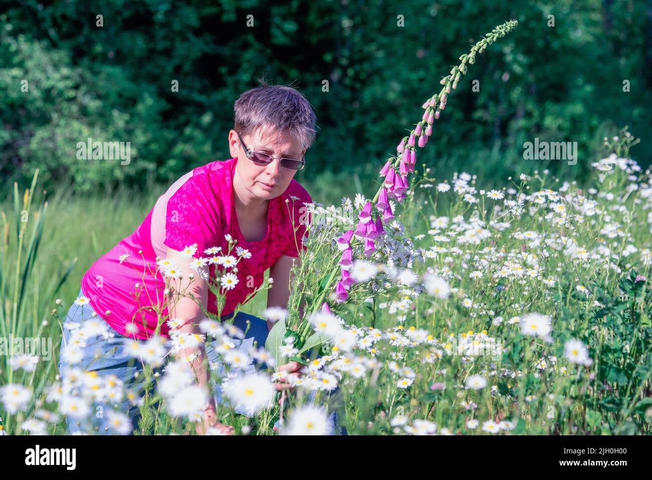 Donna raccoglie un bouquet di fiori selvatici con margherite e foxglove Foto Stock