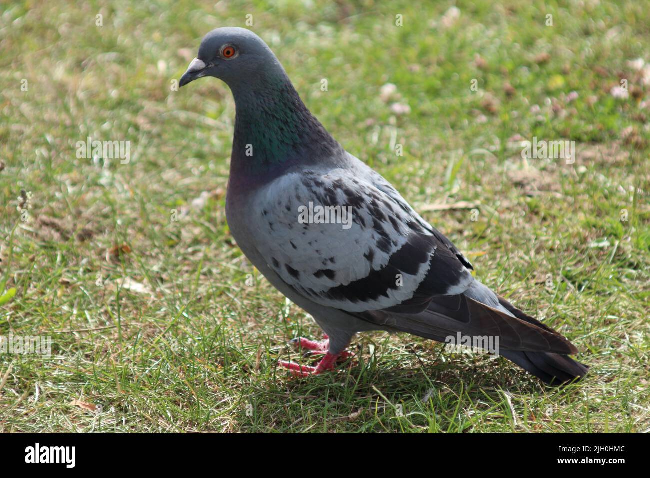 un uccello della colomba del piccione sull'erba seduta in piedi Foto Stock