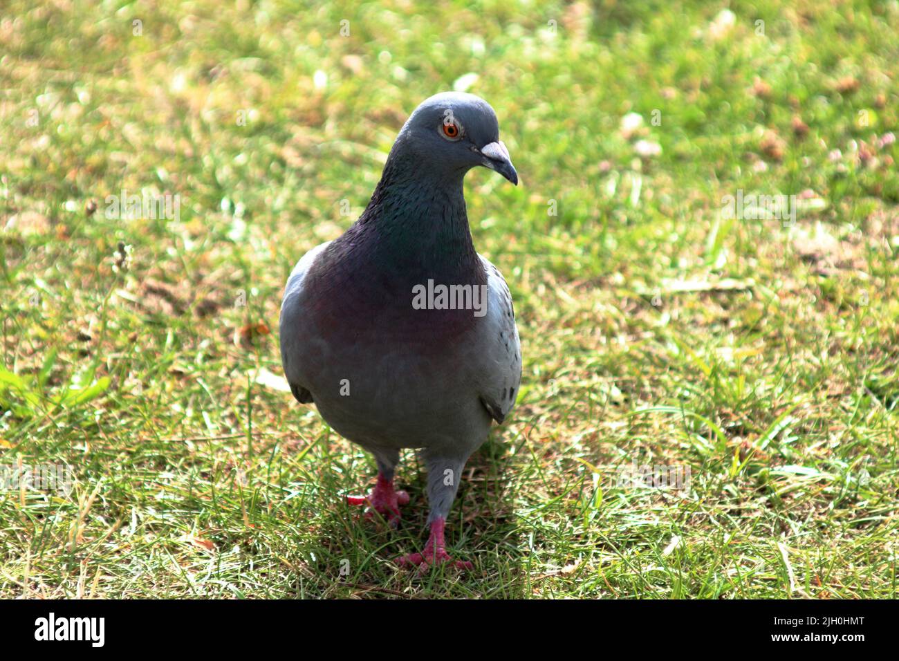 un uccello della colomba del piccione sull'erba seduta in piedi Foto Stock