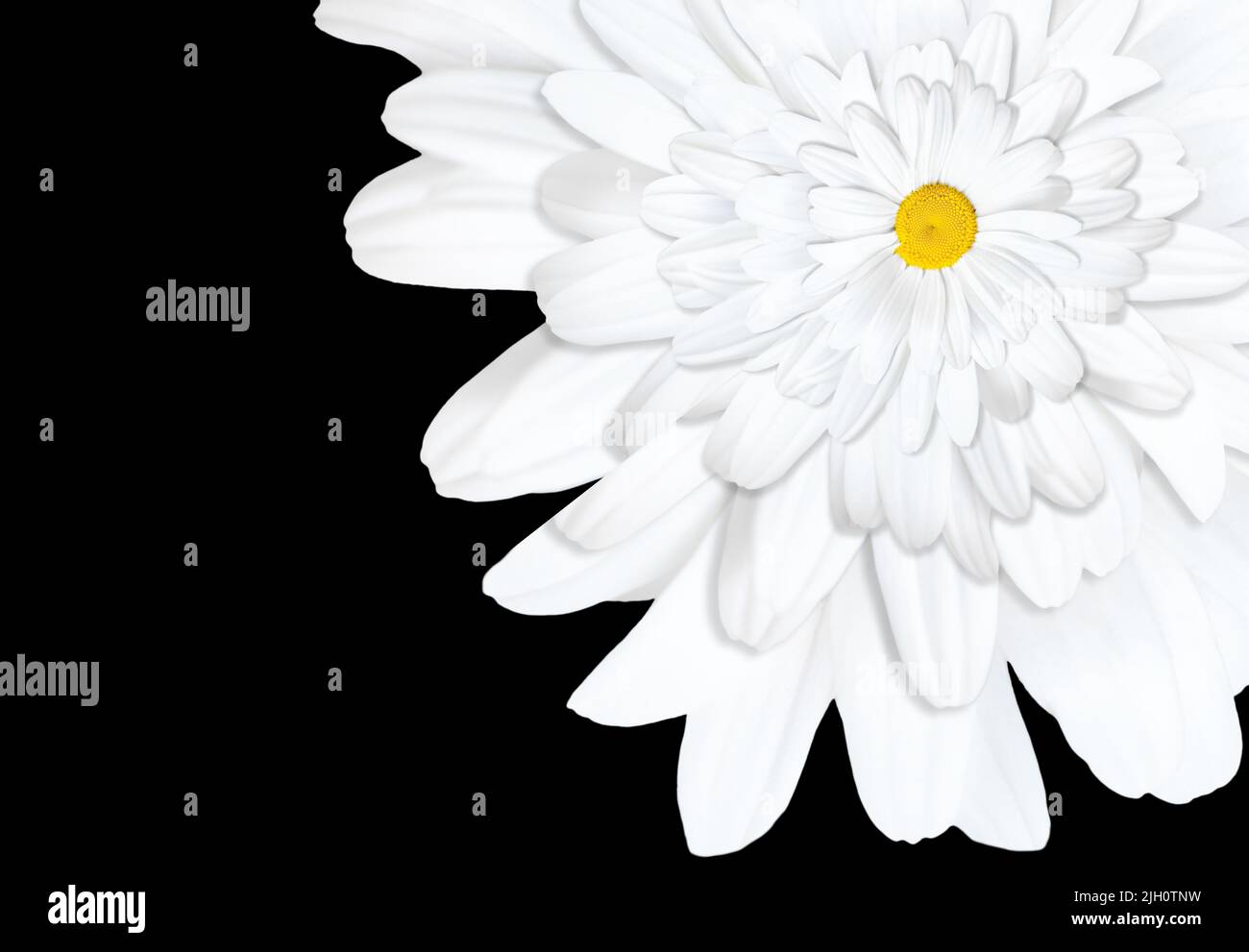 Astratto sfondo di ripetizioni floreali realizzato in camomilla bianca in fiore su sfondo nero con spazio di copia. Foto Stock