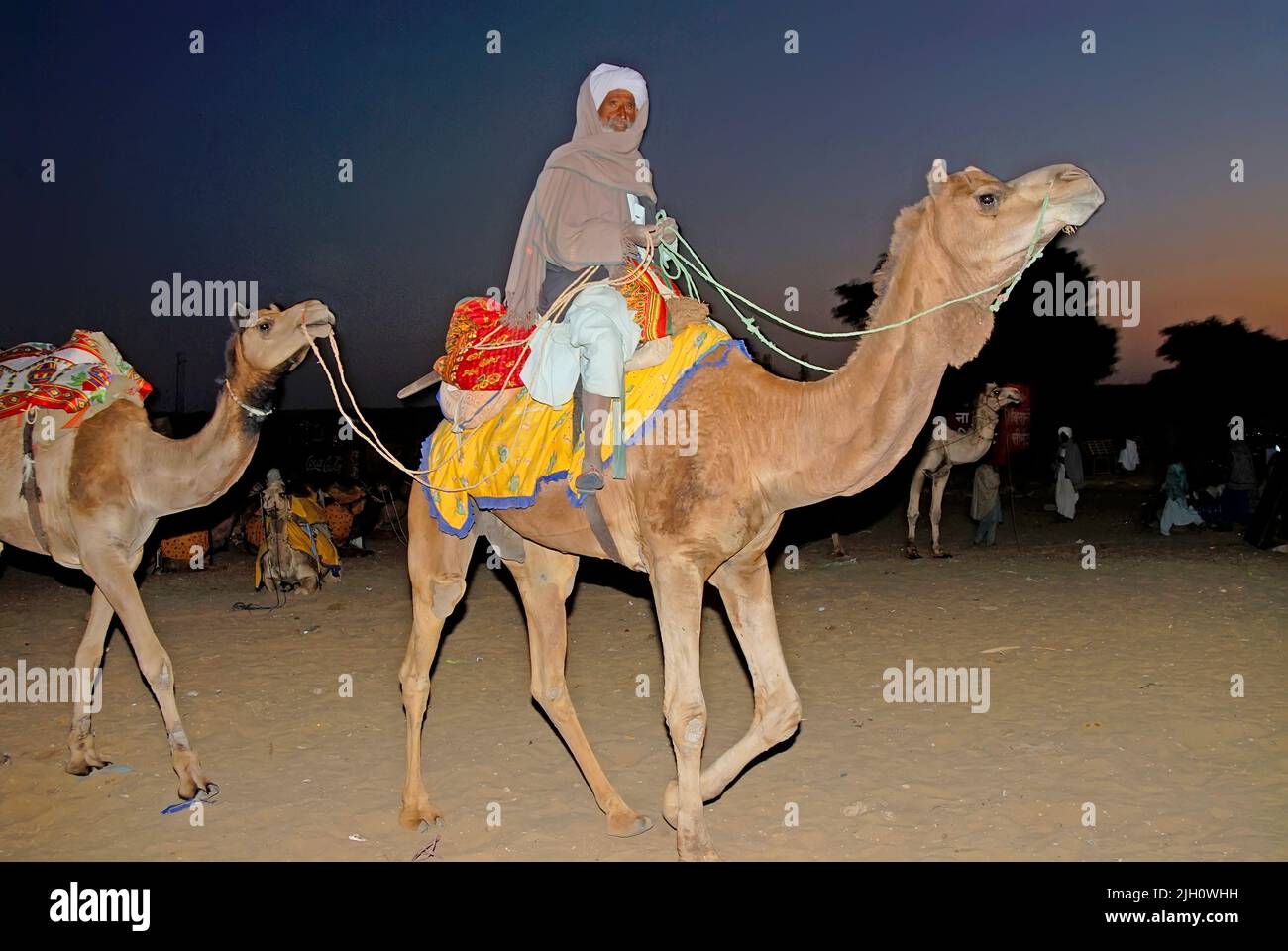 Cammelli nelle dune di Sam, Rajasthan, India Foto Stock