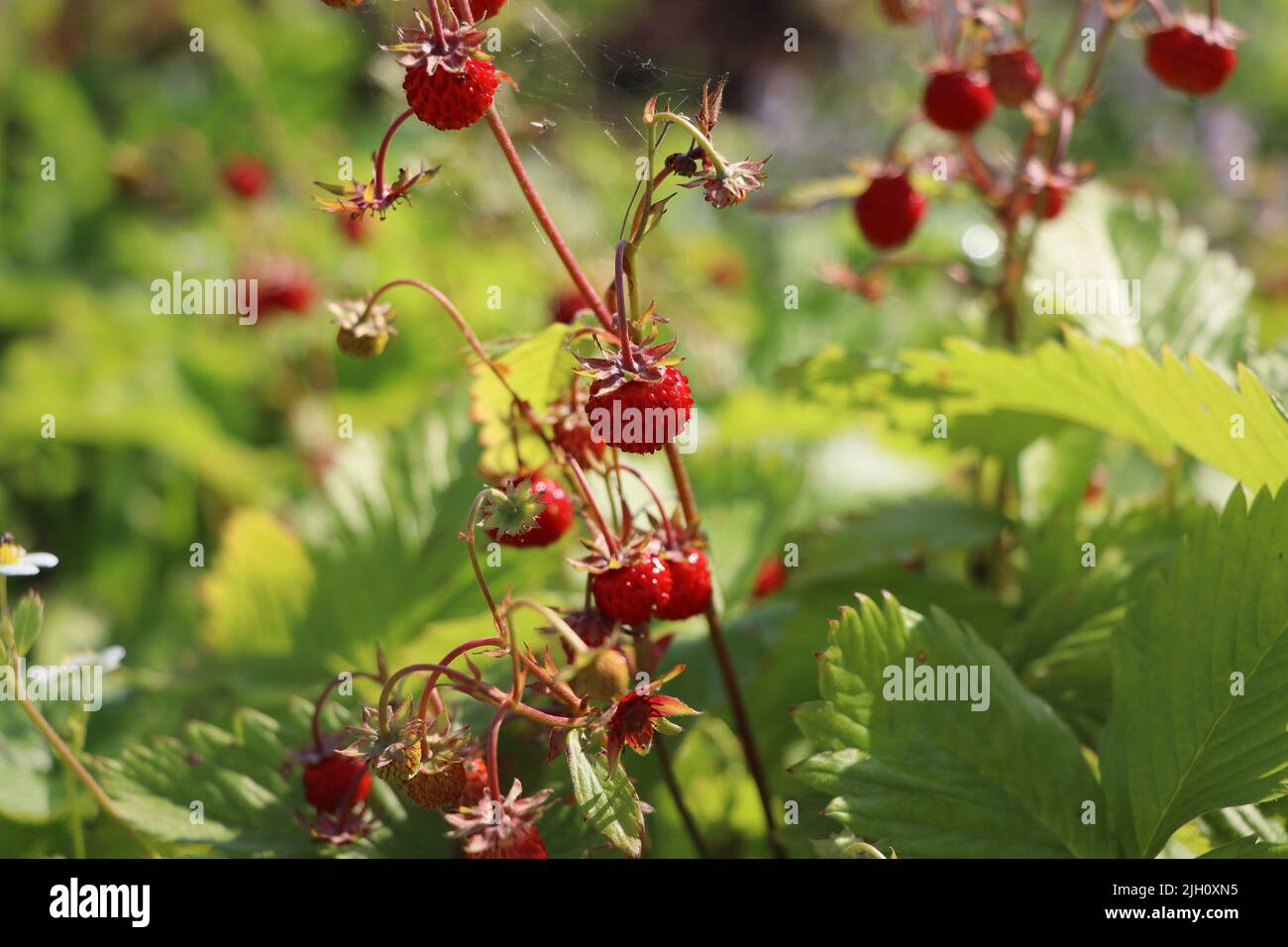 Selvaggio boscaglia di fragole nella foresta. Fragole rosse e fiori bianchi in prato selvatico, primo piano Foto Stock