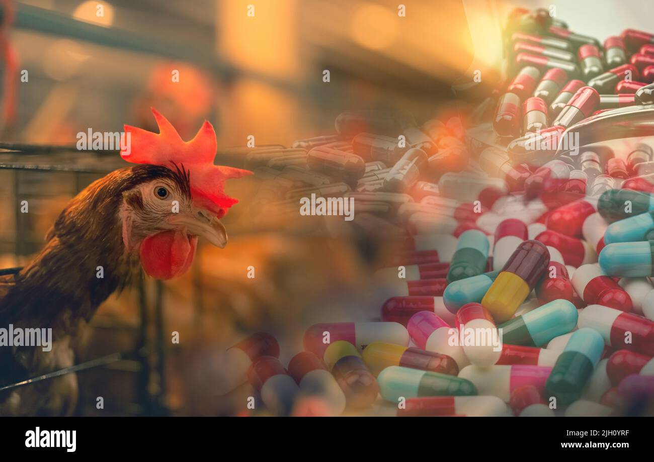 Fattoria di pollo con farmaci antibiotici. Uovo-che posa il pollo in gabbie. Galline commerciali pollame che coltiva. Allevamento di galline di strato. Allevamento intensivo di pollame Foto Stock