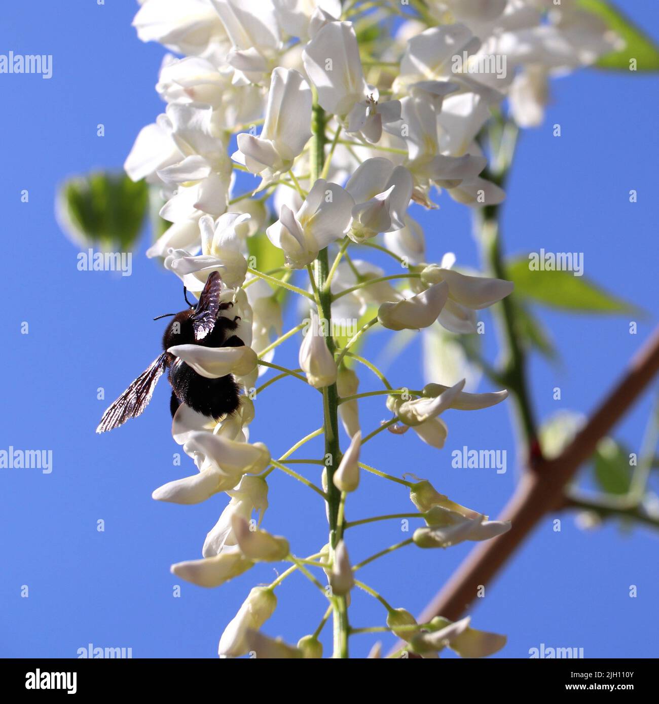 Un primo piano di una violacea Xylocopa su fiori bianchi di Wisteria in un campo sotto la luce del sole uno sfondo blu cielo Foto Stock