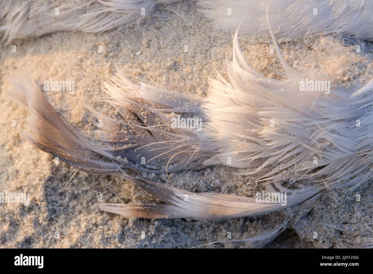 Piuma di un gabbiano Foto Stock
