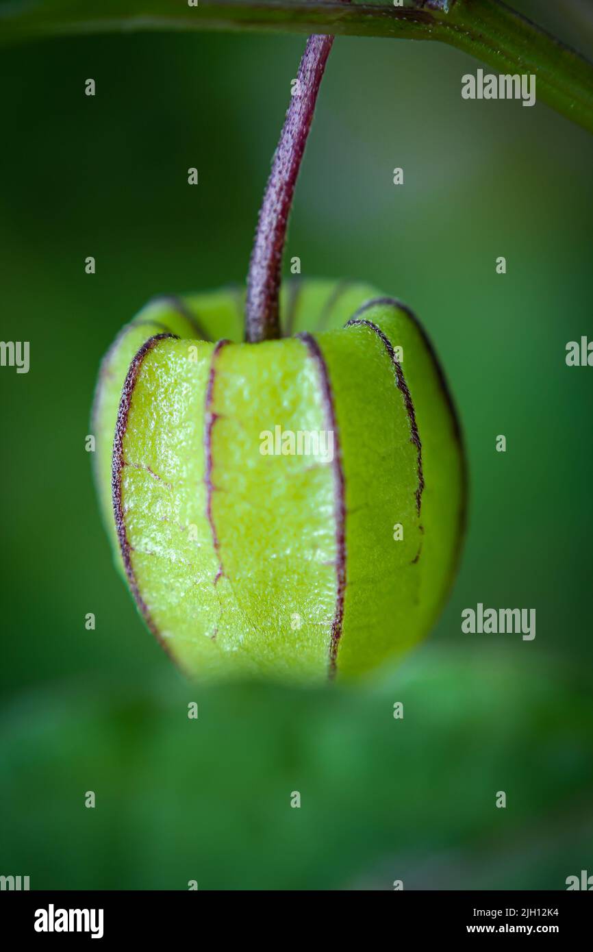 Primo piano di un tomatillo Foto Stock