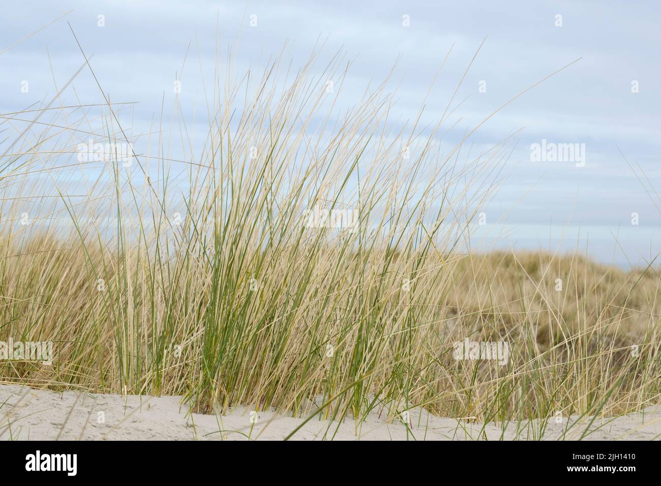 Paesaggio delle dune sulla costa settentrionale del mare, Juist, Isola Frisone Orientale Foto Stock Paesaggio delle dune sulla costa settentrionale del mare, Juist, Isola Frisone Orientale Foto Stock