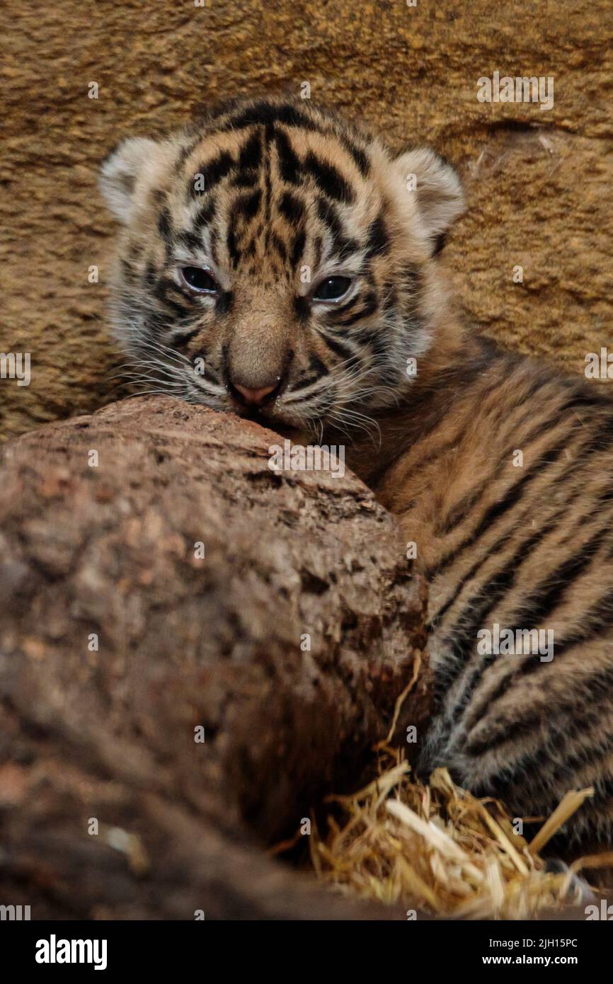 ZSL Zoo di Londra, Regno Unito. 13th luglio 2022. Lo zoo di Londra ZSL ha accolto 3 cuccioli di tigri Sumatran in pericolo critico il 27 giugno 2022. Le triplette di 16 giorni possono essere viste nel territorio delle tigri dello Zoo con i genitori doting, Dad Asim e Mum Gaysha. Amanda Rose/Alamy Live News Foto Stock