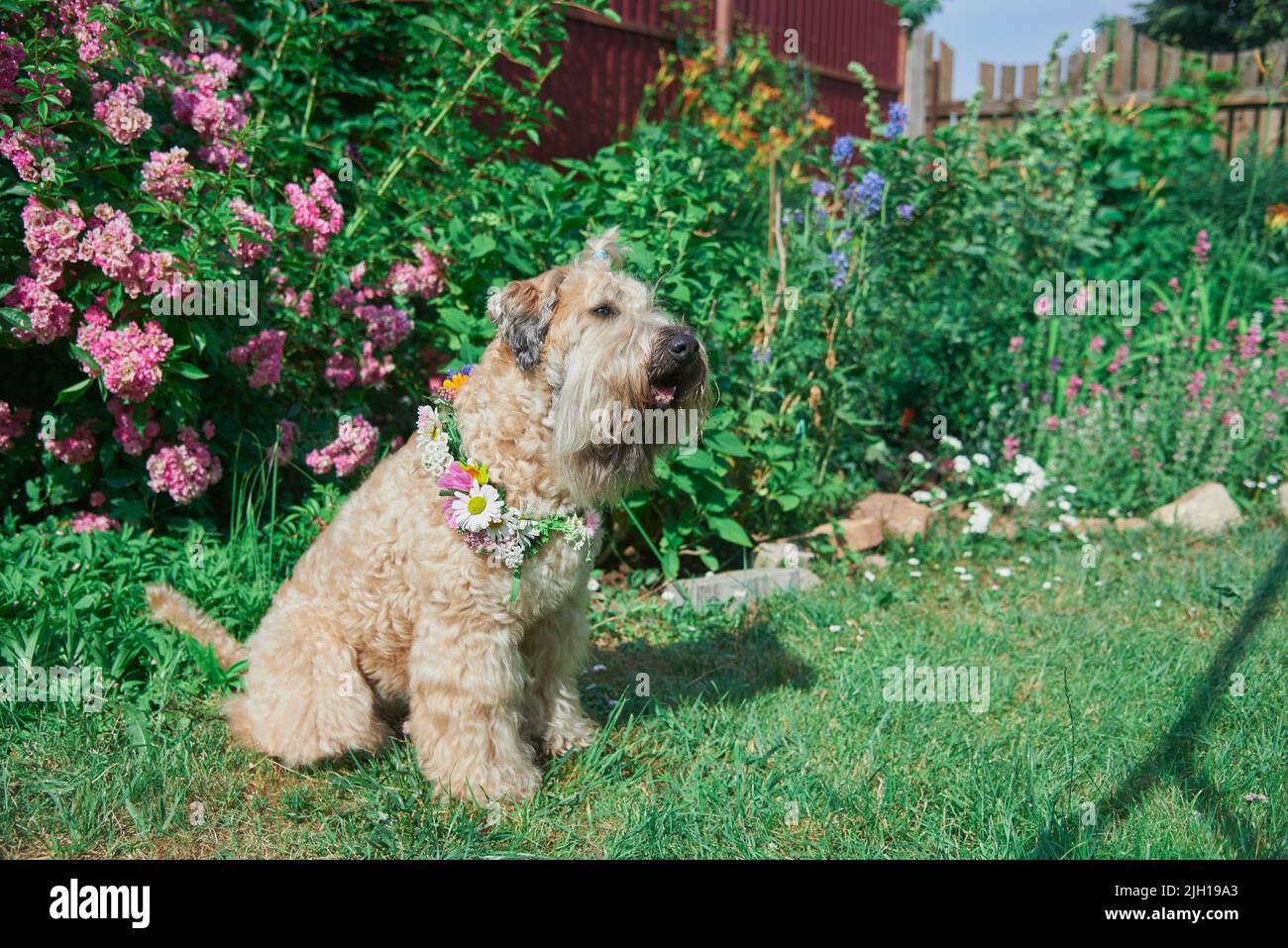 Fluffy cane del terrier di wheaten morbido irlandese razza in una corona di fiori luminosi in una radura verde. Foto Stock