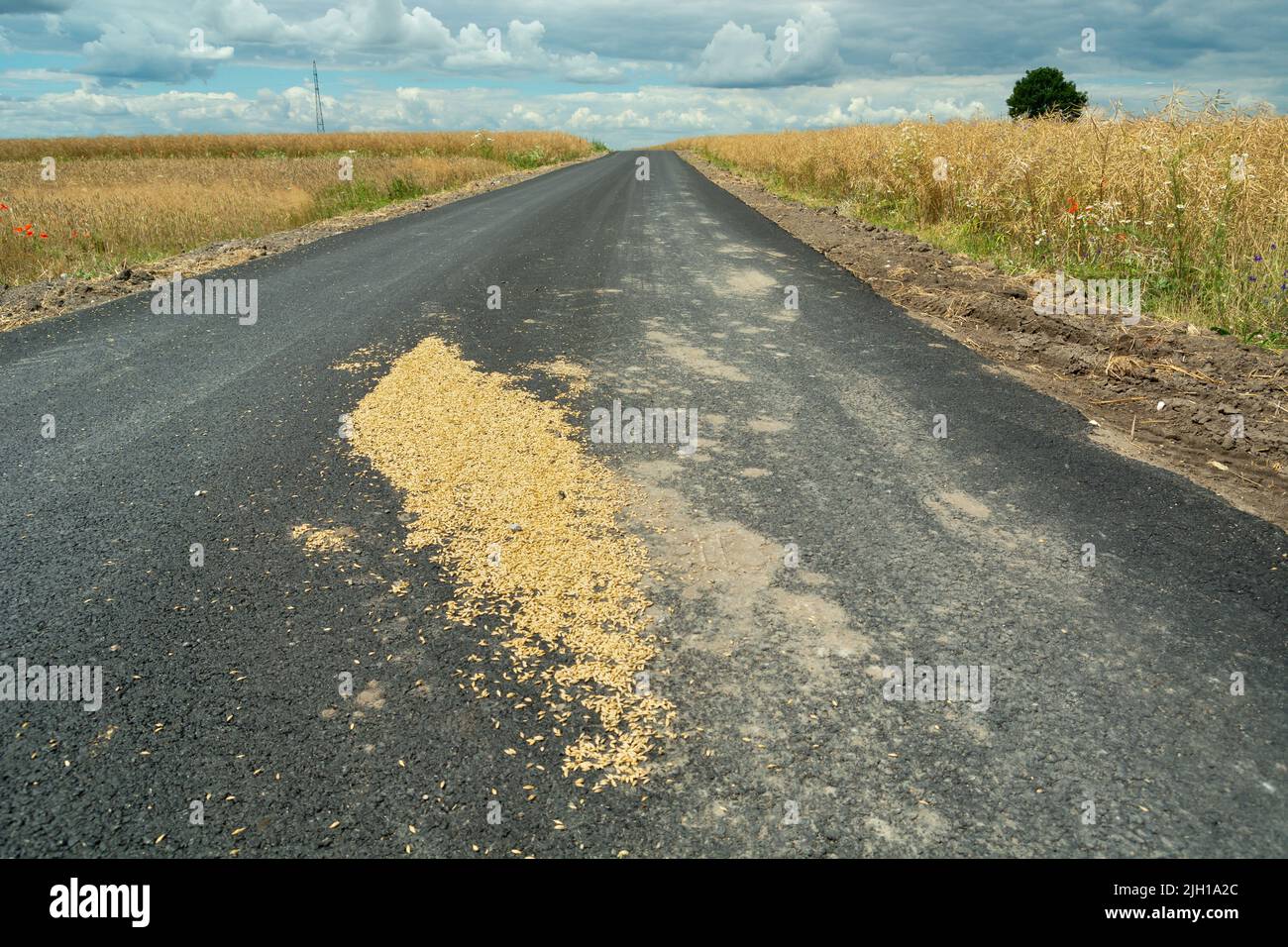 Semi di grano sparsi sulla strada asfaltata, vista rurale estate Foto Stock