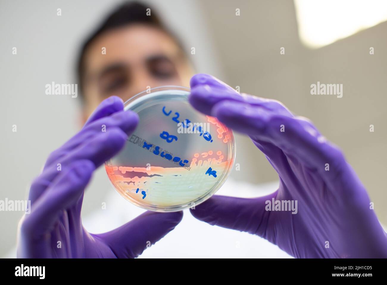 Immagini dall'interno di un laboratorio di personale con provette e capsule di Petri contrassegnate Foto Stock