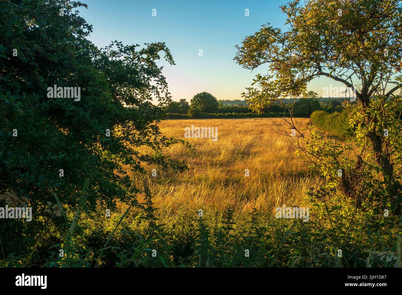Tramonto, luce attraverso le erbe, scena pastorale, campagna inglese, luce del sole serale Foto Stock