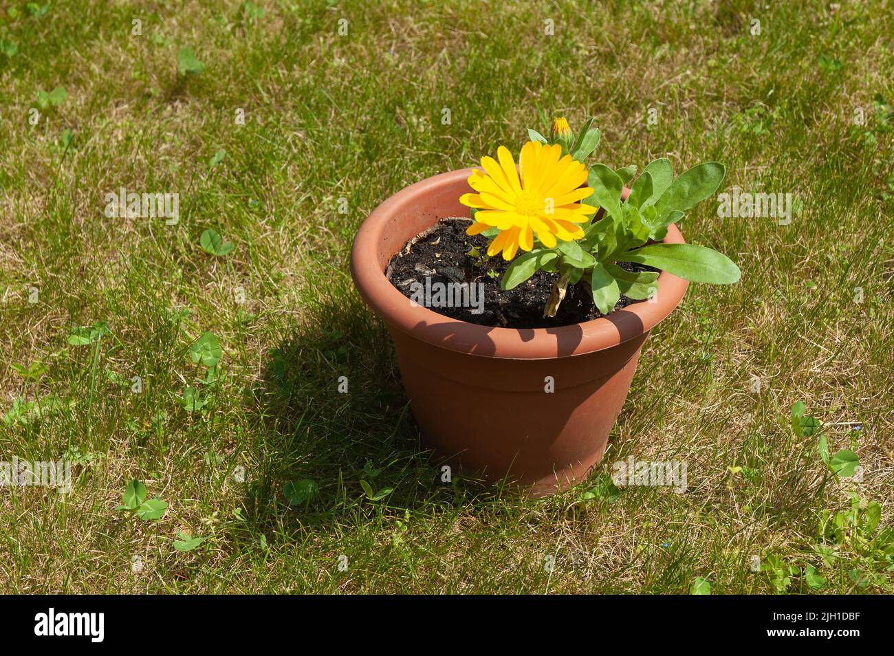 Un primo piano di Calendula officinalis crescente in vaso in prateria Foto Stock