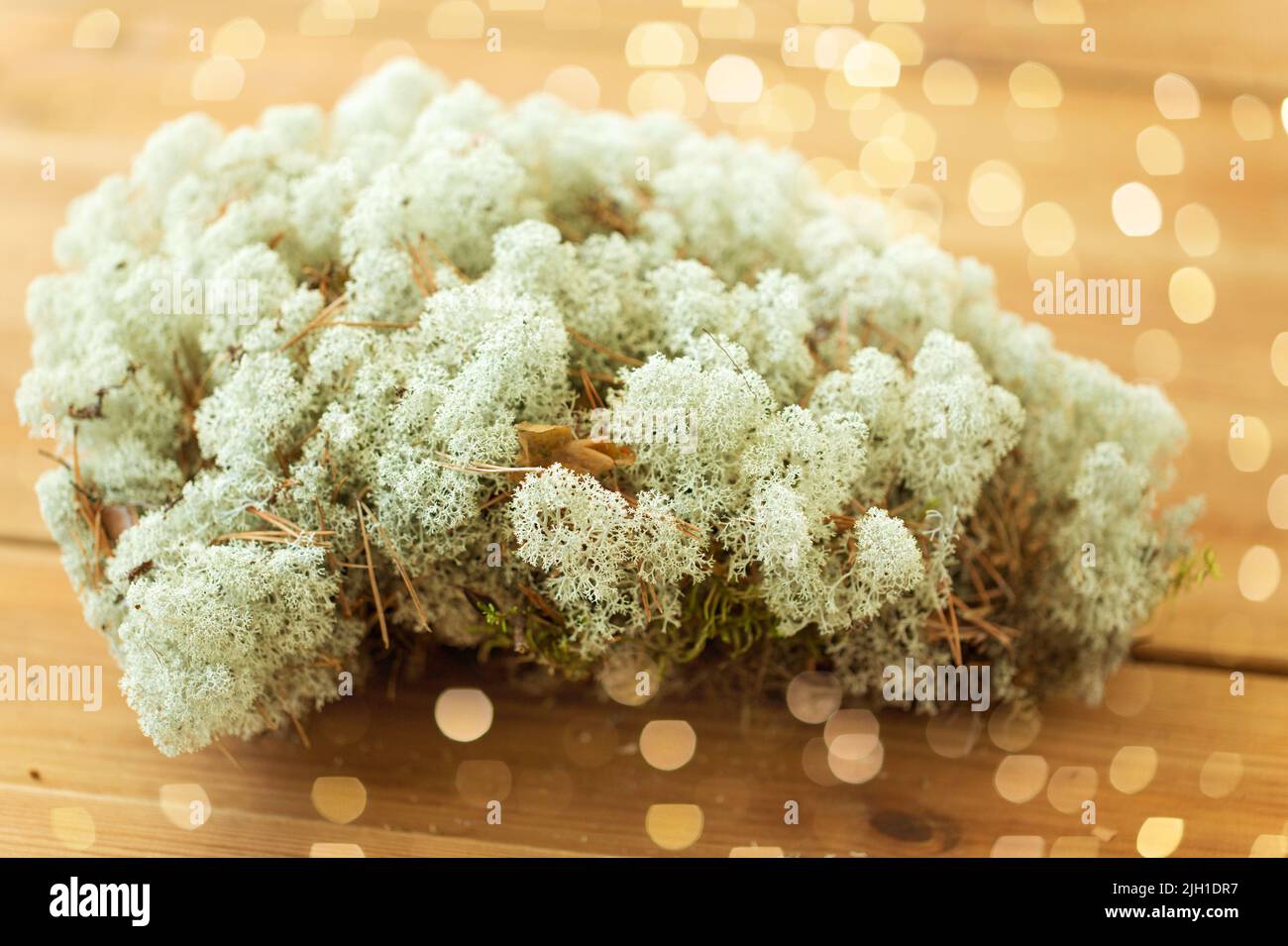 Close up di renne lichen moss Foto Stock