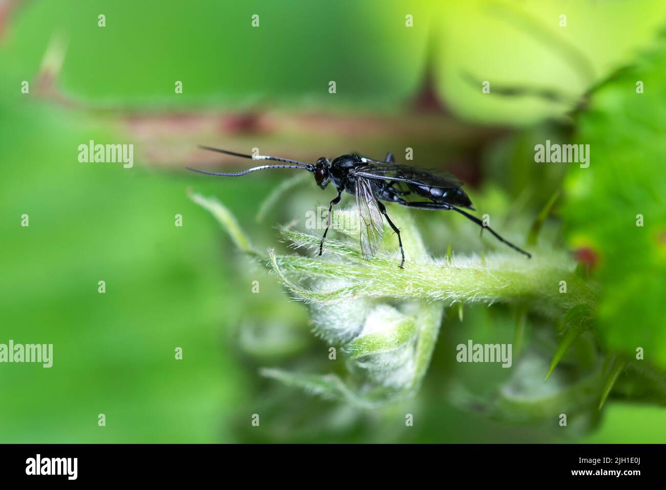 Ichneumonid wasp (Ichneumon Coelichneumon) un insetto volante nero parassita, immagine di scorta Foto Stock