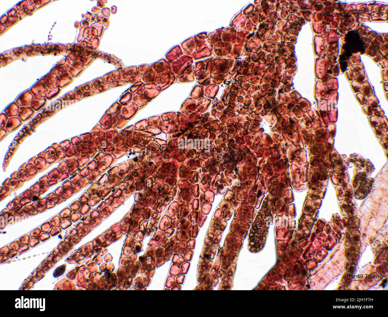 Alghe rosse sotto vista microscopica, Rhodophyta Foto Stock