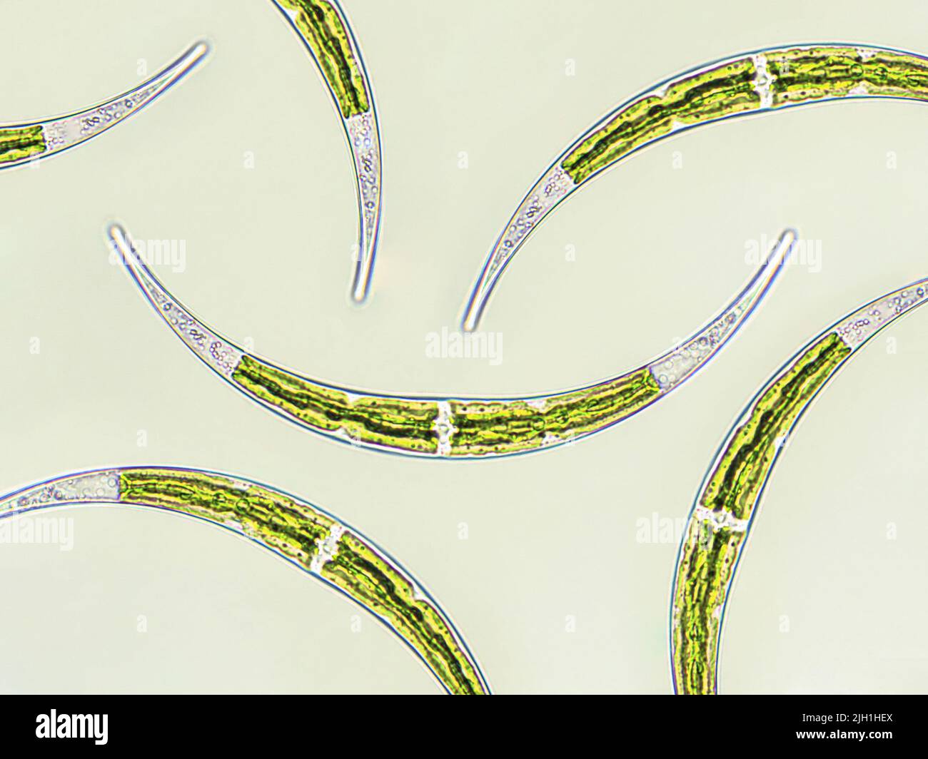 Closterium sp. Alghe Charophyta sotto vista microscopica x40, alghe verdi Foto Stock