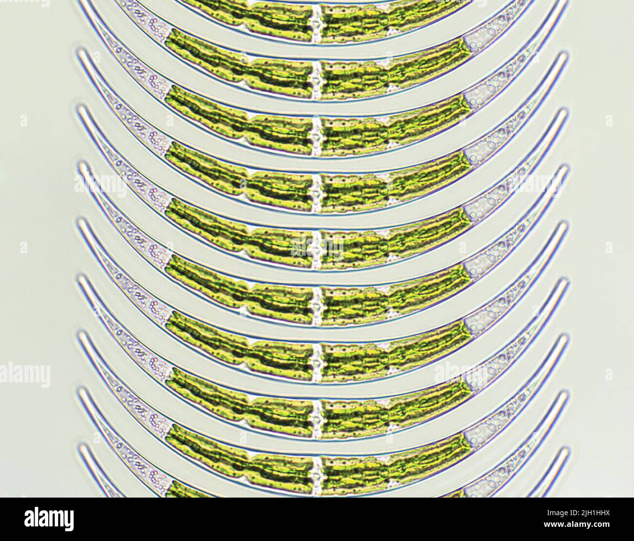 Closterium sp. Alghe Charophyta sotto vista microscopica x40, alghe verdi Foto Stock