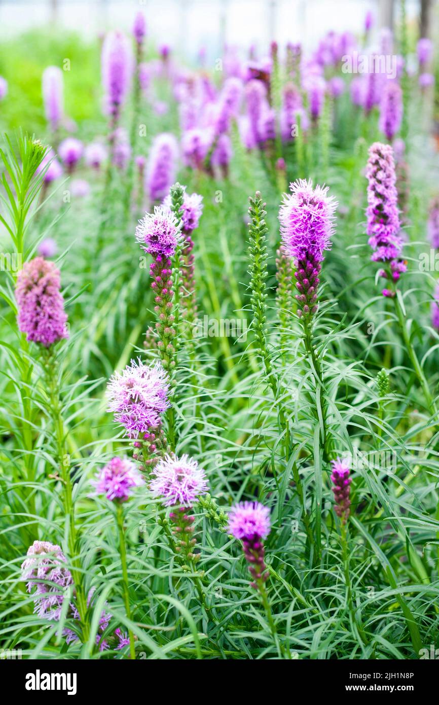 AGRICOLTURA VIOLA LIATRIS SPICATA APE AMICHEVOLE PIANTA PER GIARDINO NATURALE DENSA STELLA BLAZING Foto Stock