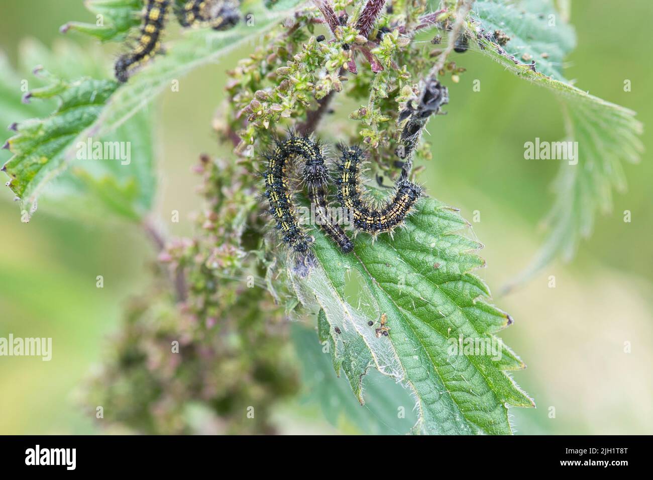 Le larve o i caterpillars della piccola tartaruga (Aglais urticae) su ortica pungente, la pianta alimentare larvale Foto Stock