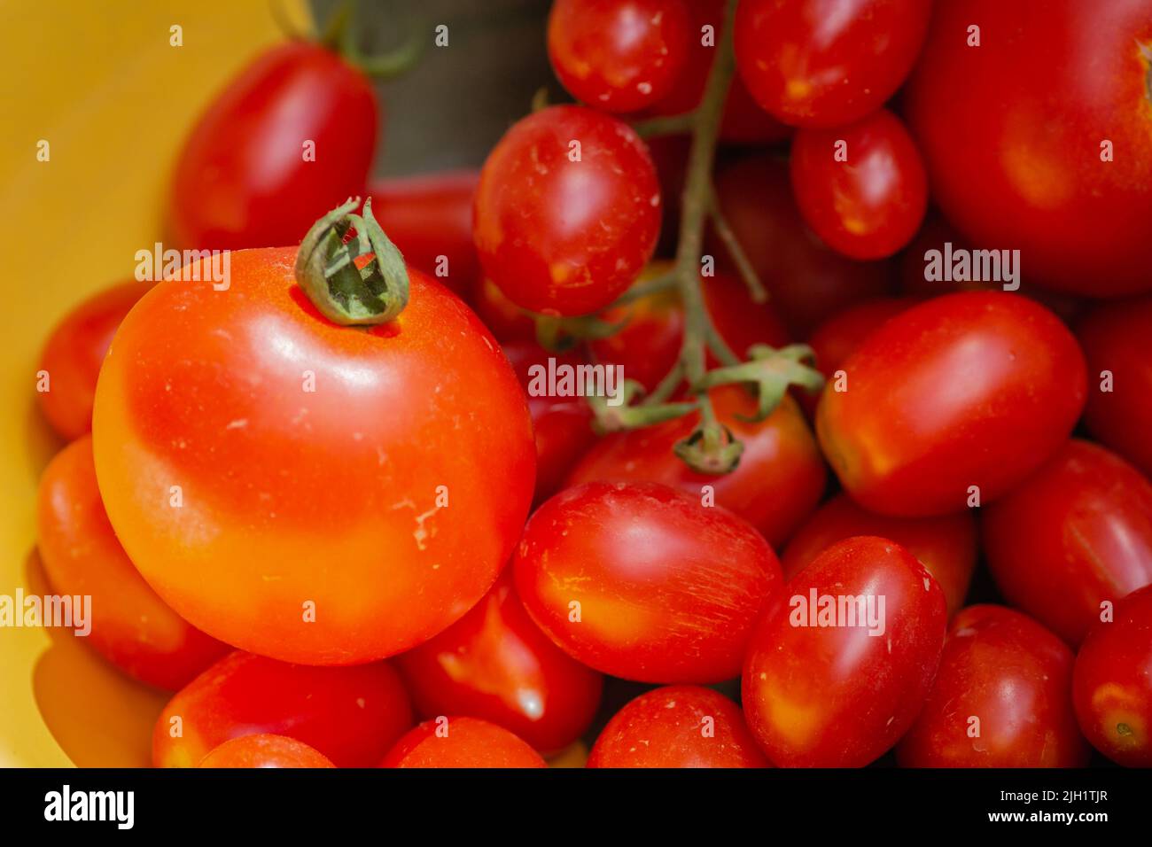 Pomodori ciliegini rossi maturi appena raccolti. Immagine ravvicinata dei pomodori ciliegini rossi maturi appena raccolti. Foto Stock