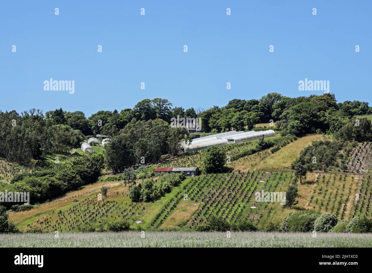 Un Giardino del mercato a Bohetherick sulle rive riparate del Tamar fiume appena dietro i letti di canna. . Intrapresa una crociera sul Fiume Tamar da Plymou Foto Stock