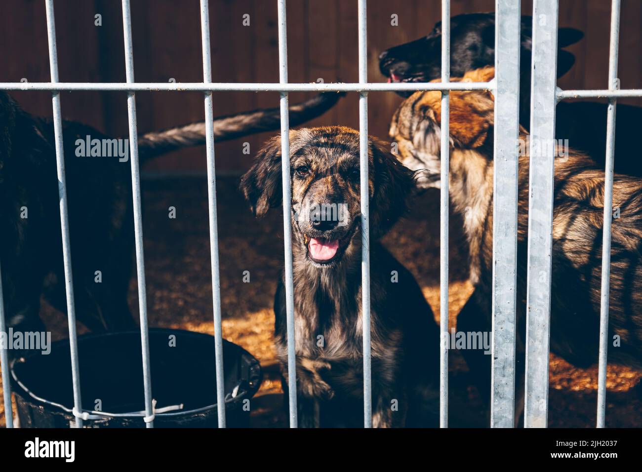 Un cane nella recinzione del rifugio animale guarda tristemente ai visitatori. Il cane senza tetto è stato salvato da volontari che salvano gli animali in Ucraina. Foto Stock