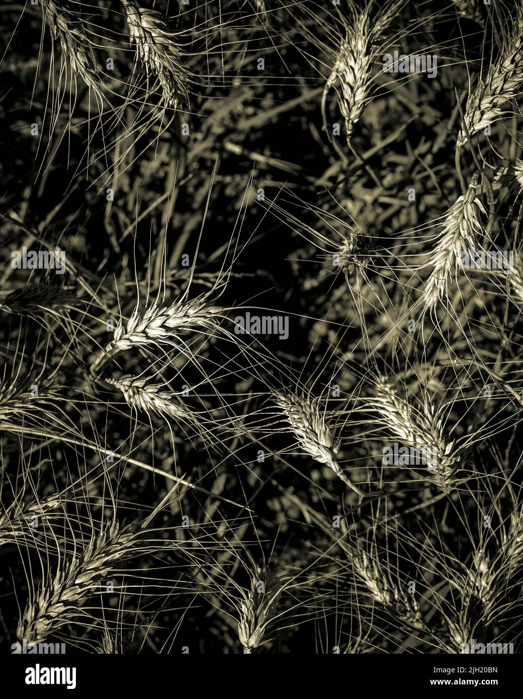 Vista dall'alto di spighe di grano mosse dal vento, con seppia effetto bianco e nero Foto Stock