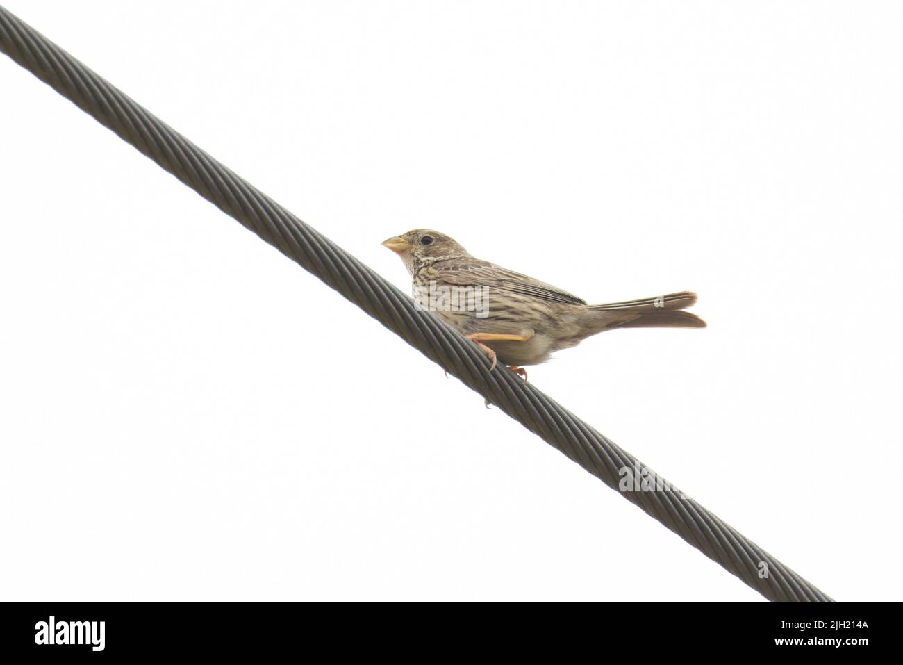 Corn Bunting (Miliaria calandra) on Wire Cambridgeshire GB UK luglio 2022 Foto Stock