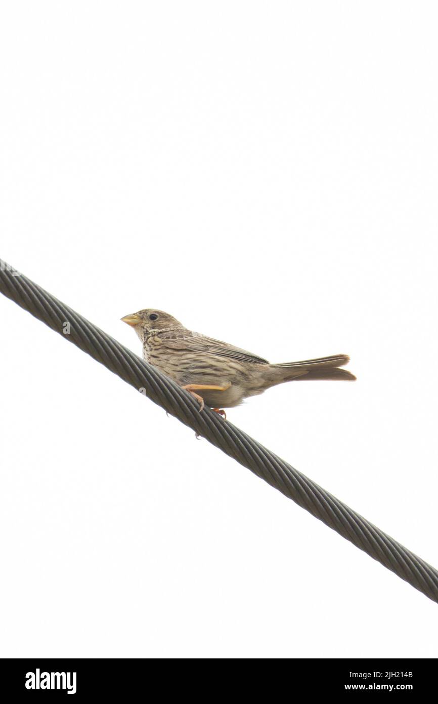 Corn Bunting (Miliaria calandra) on Wire Cambridgeshire GB UK luglio 2022 Foto Stock